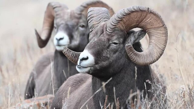 Bighorn sheep in the Canadian Rockies