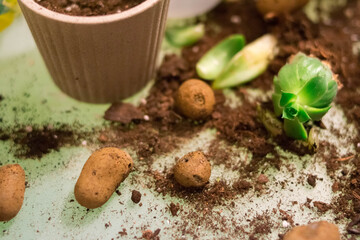 Cache-pot. Succulents. Haworthia. Light interior. Ceramic flower pots. Gardening. Plant transplant. Light background.