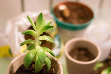 Cache-pot. Succulents. Haworthia. Light interior. Ceramic flower pots. Gardening. Plant transplant. Light background.