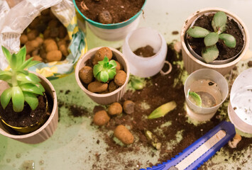 Cache-pot. Succulents. Haworthia. Light interior. Ceramic flower pots. Gardening. Plant transplant. Light background.