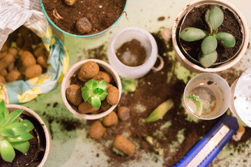 Cache-pot. Succulents. Haworthia. Light interior. Ceramic flower pots. Gardening. Plant transplant. Light background.