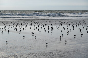 Group of sandpiper birds on wet sandy beach near near the ocean
