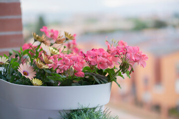 A group of beautiful pink and yellow  balcony flowers with citybackground. Nature and interior concept