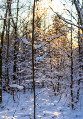 sunny winter forest