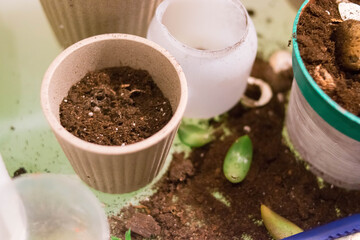 Cache-pot. Succulents. Haworthia. Light interior. Ceramic flower pots. Gardening. Plant transplant. Light background.