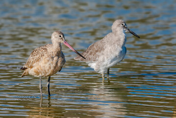 Marbled Godwit (Limosa fedoa) and Willet (Catoptrophorus semipalmatus) in Malibu Lagoon, California, USA