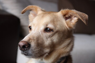 perro color canela mirando al infinito