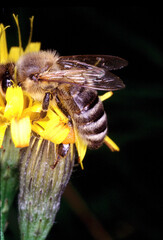 Eine Honigbiene, die Pollen und Nektar sammelt. Trusetal, Thüringen, Deutschland, Europa 
A honey bee collecting pollen and nectar. Trusetal, Thuringia, Germany, Europe