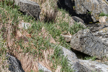 Female of North Pacific Eider (Somateria mollissima v-nigrum) at nest in Chowiet Island, Semidi Islands, Alaska, USA