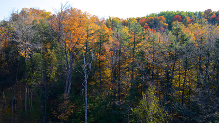Fototapeta premium Beautiful autumn scene background, Forest with colourful yellow, red and orange colour leaves. Nature backdrop