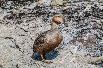 Female of North Pacific Eider (Somateria mollissima v-nigrum) at Chowiet Island, Semidi Islands, Alaska, USA