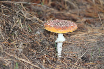fly agaric mushroom in forest