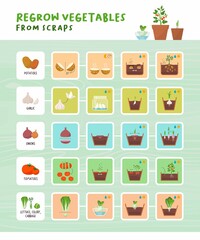 Regrow vegetables from scraps infographic