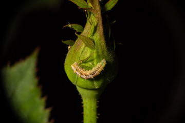 Insects, macro world showing details and colors that we don't normally see, selective focus.