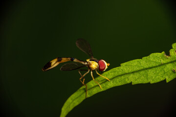 Insects, macro world showing details and colors that we don't normally see, selective focus.