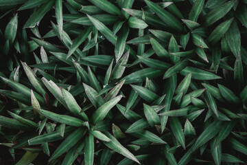Fototapeta premium Natural background of green leaves