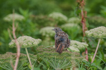 Song Sparrow (Melospiza melodia) at Chowiet Island, Semidi Islands, Alaska, USA