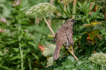 Song Sparrow (Melospiza melodia) at Chowiet Island, Semidi Islands, Alaska, USA