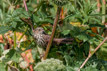 Song Sparrow (Melospiza melodia) at Chowiet Island, Semidi Islands, Alaska, USA