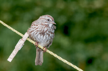 Song Sparrow (Melospiza melodia) at Chowiet Island, Semidi Islands, Alaska, USA
