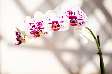 White and pink orchids in the yard