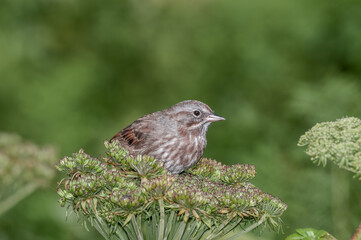 Song Sparrow (Melospiza melodia) at Chowiet Island, Semidi Islands, Alaska, USA