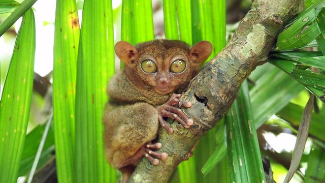 Close up shot of the Philippine Tarsier in its natural habitat on Bohol Island, Philippines. The Philippine Tarsier is one of the world's smallest primates.