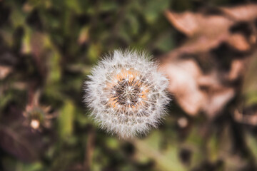 Dandilion From Above