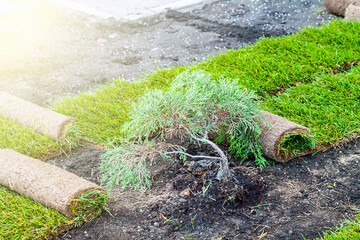 stacking of roll green lawn grass at spring time. Laying lawn grass in rolls at  place of growth.