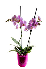 Naklejka na ściany i meble Blooming purple orchid flower (phalaenopsis) in pink pot isolated on white background.
