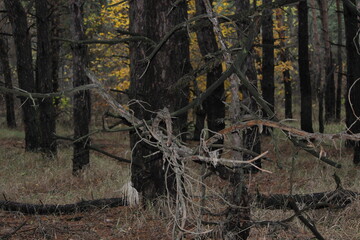 forest in autumn
