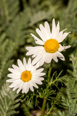 Obraz premium Arctic Daisy (Arctanthemum hultenii) in Barents Sea coastal area, Russia