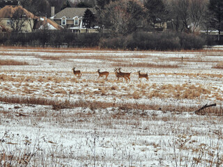 Deer Run Through Snow Covered Field: Several white tailed deer running through a snow covered prairie in the midst of a homestead on a cold winter day