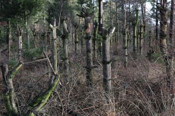 Beschnittene Bäume