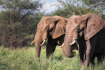 Two African bush elephants portrait in the Tarangire National Park, Tanzania. African savanna elephant -the largest living terrestrial animal.