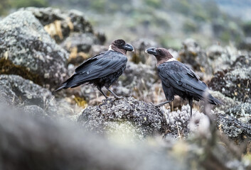 White-necked raven or Corvus albicollis - large birds couple on the volcanic cliffs ground on the...