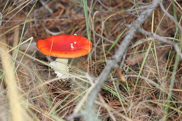 amanita muscaria fly mushroom