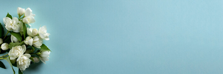 Obraz na płótnie Canvas White Jasmine flowers on blue background. Spring flowers banner. Flat lay, top view, copy space.