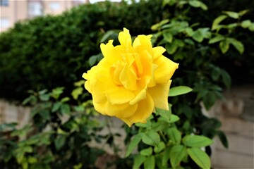 Closeup of a yellow rose in a garden under the sunlight with a blurry background, selective focus. Open, incredibly beautiful yellowish flower. Blooming, floristics. It is called 