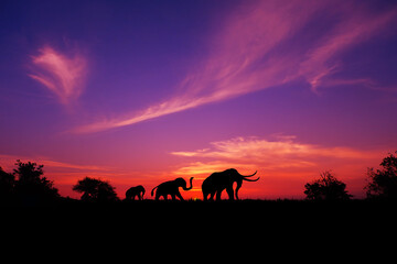 Fototapeta na wymiar Amazing safari. silhouette of Elephants walking through the grassFields on the sunset.The colorful of the sunset and sunrise.