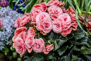 Tuberous Begonia (Begonia multiflora) in greenhouse, Moscow, Russia