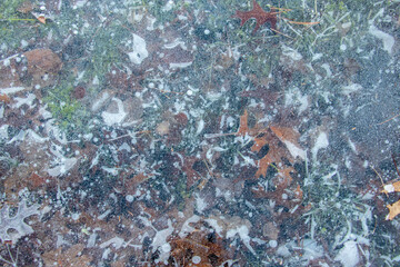Oak Leaves Frozen in a Stream. Close up detail of time frozen in this cold winter scene.