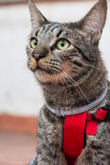 Green eyed cat on a terrace wearing an anti parasites collar and a harness
