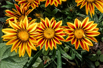 Treasure Flower (Gazania hybrida) in garden