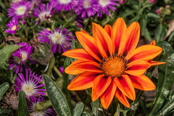 Treasure Flower (Gazania hybrida) in garden