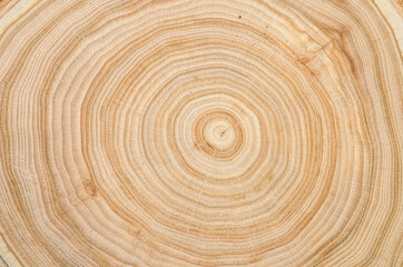 The texture of a wooden saw cut of a tree with silt with a pronounced pattern of annual rings - obrazy, fototapety, plakaty