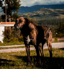 
brown dog posing with shadows on his back