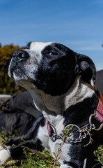 dog posing with sunrise sun