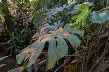 monstera tropical plants in the greenhouse close-up, blurred background, selective focus, breeding of rare plant species