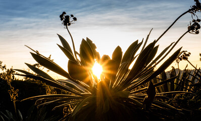 frilejon with sunrise sun